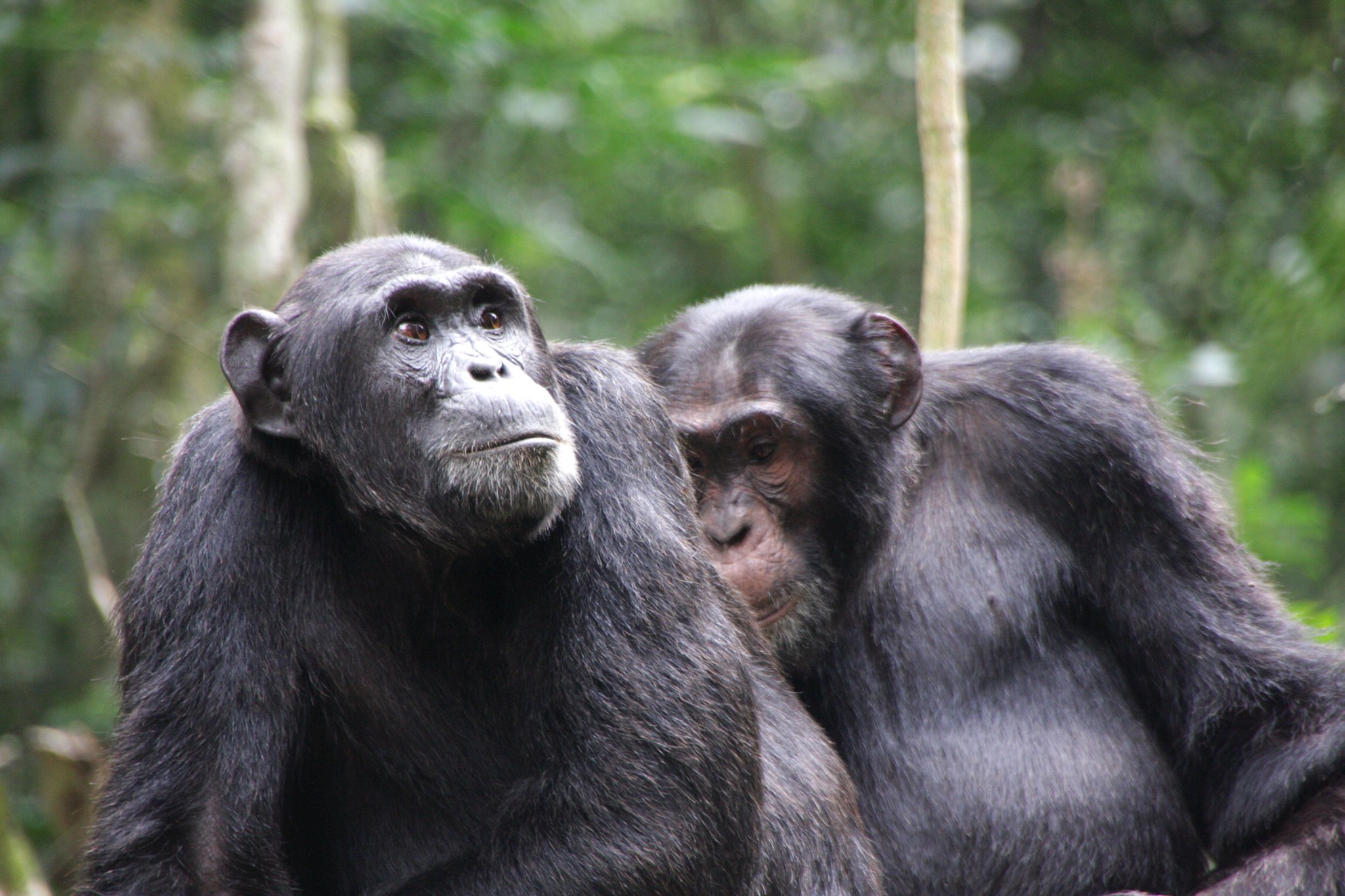 Kibale Forest National Park, Uganda