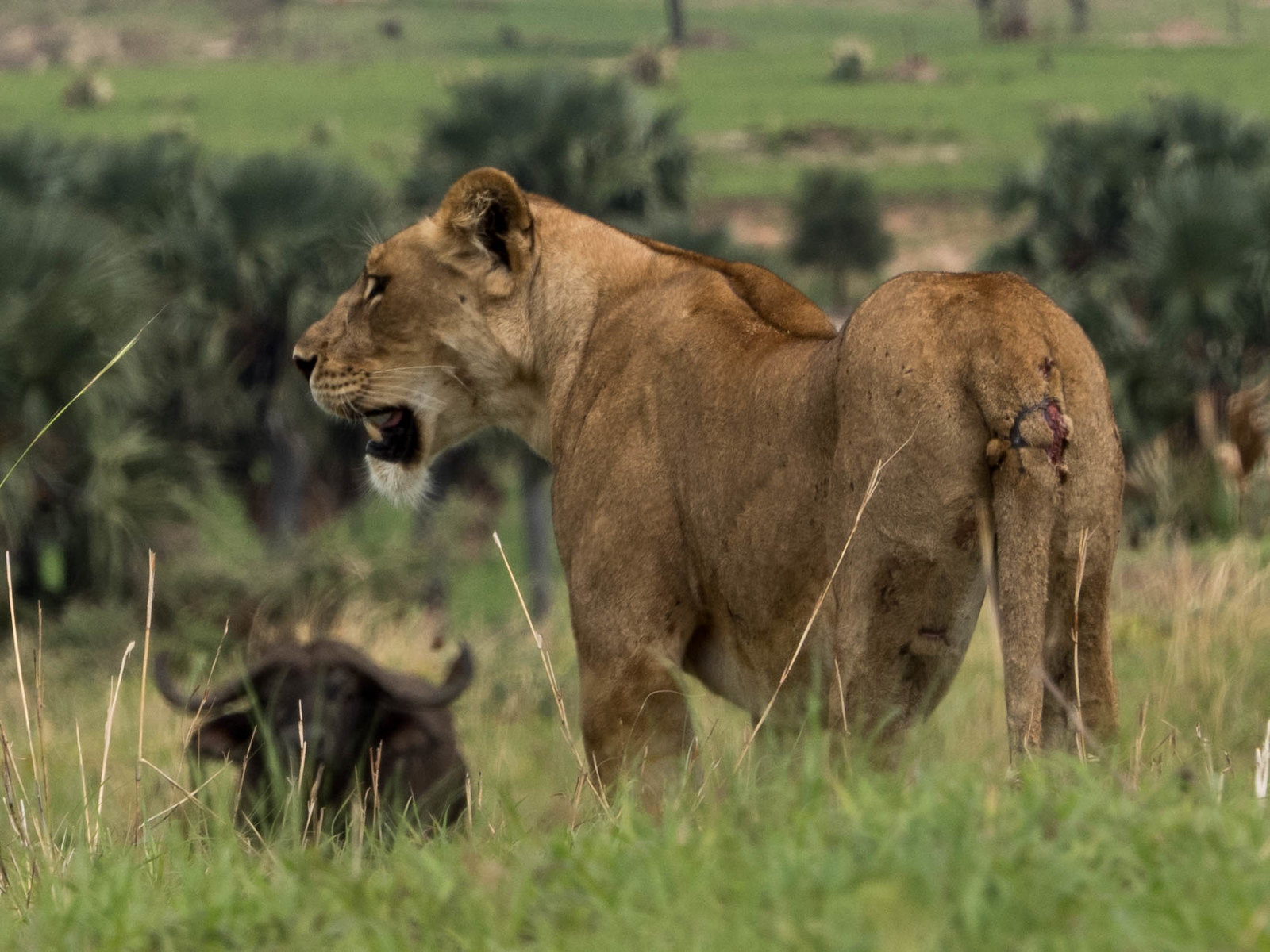 Murchison Falls National Park