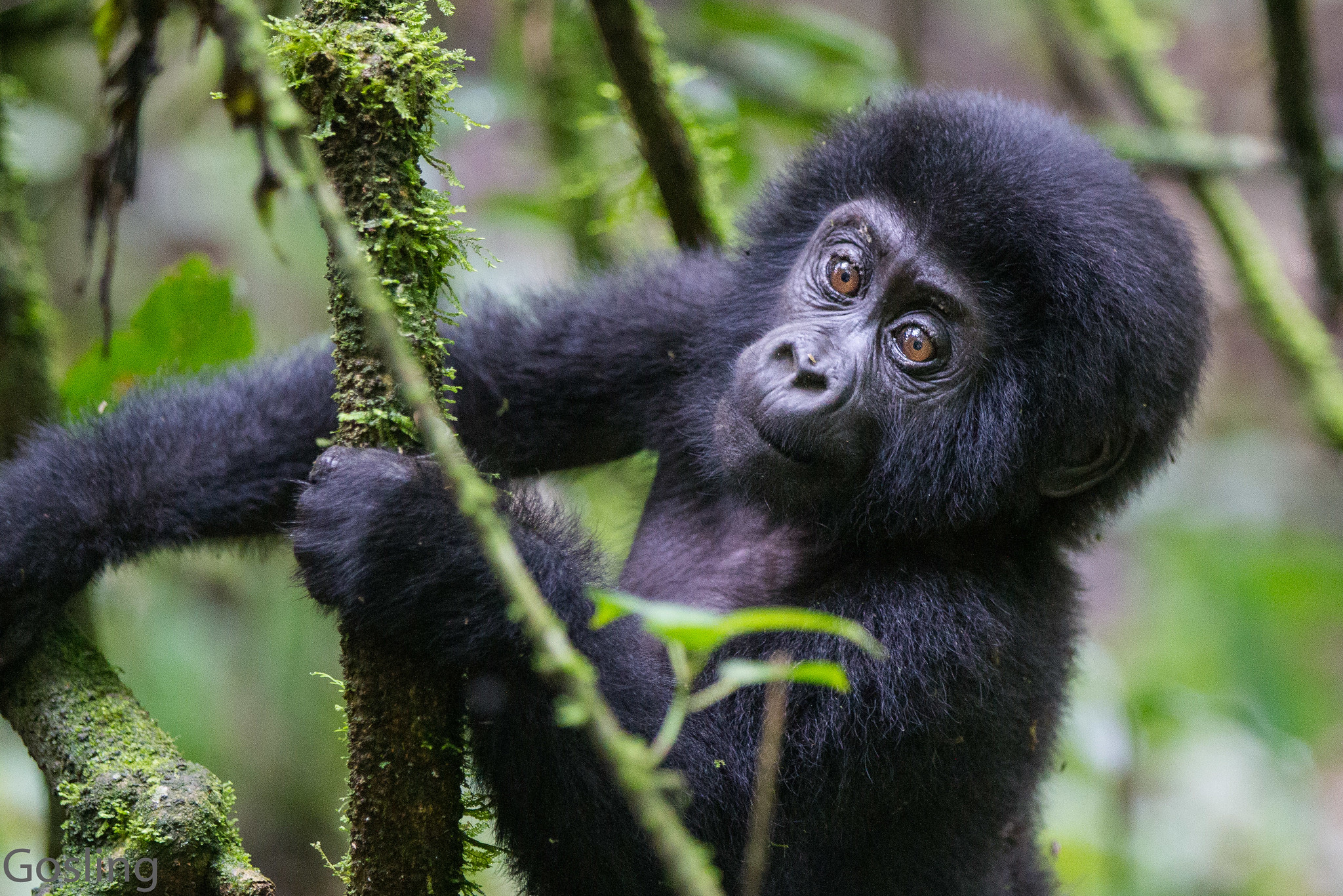 Gorilla Trekking in Uganda