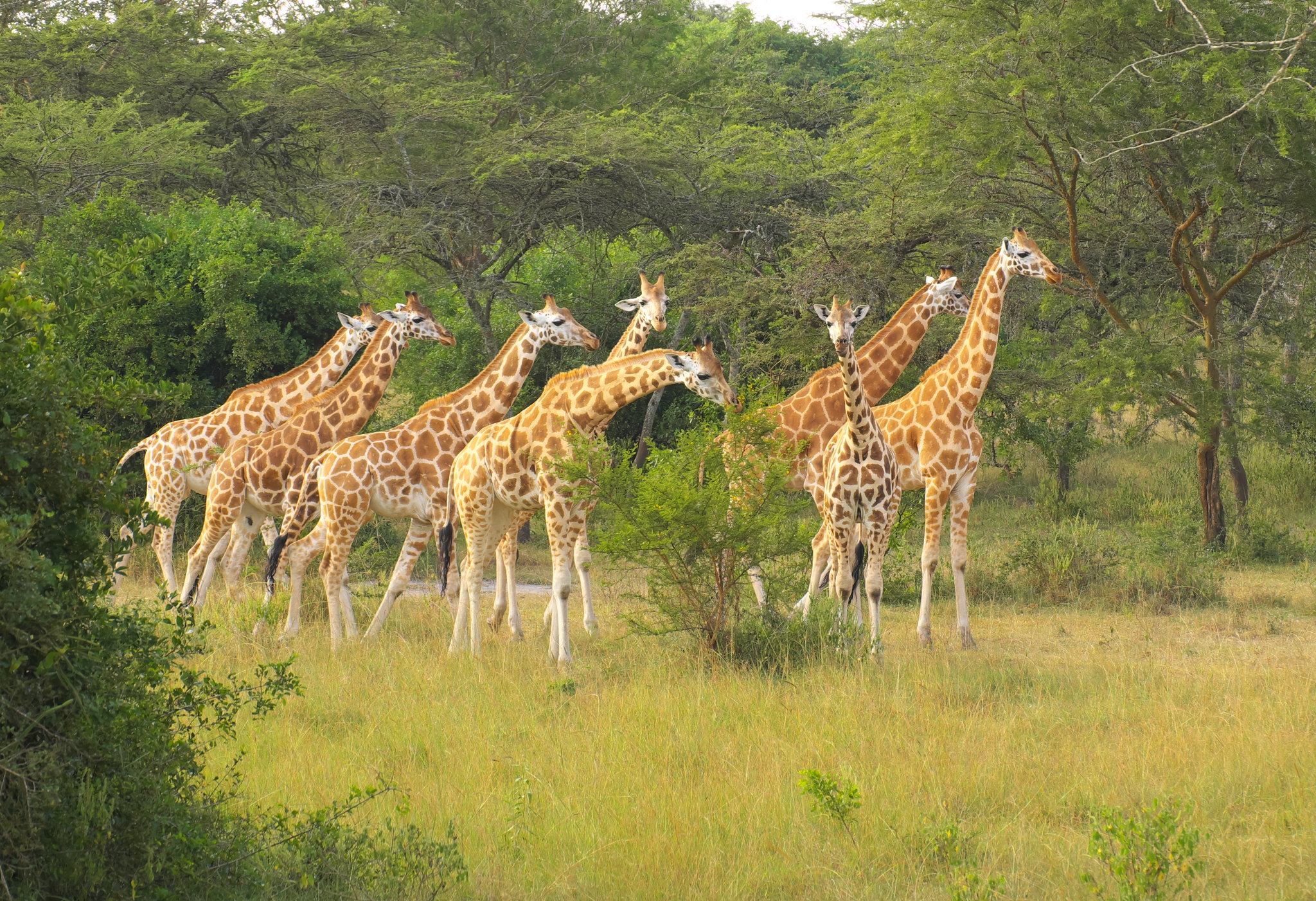 Akagera National Park, Rwanda