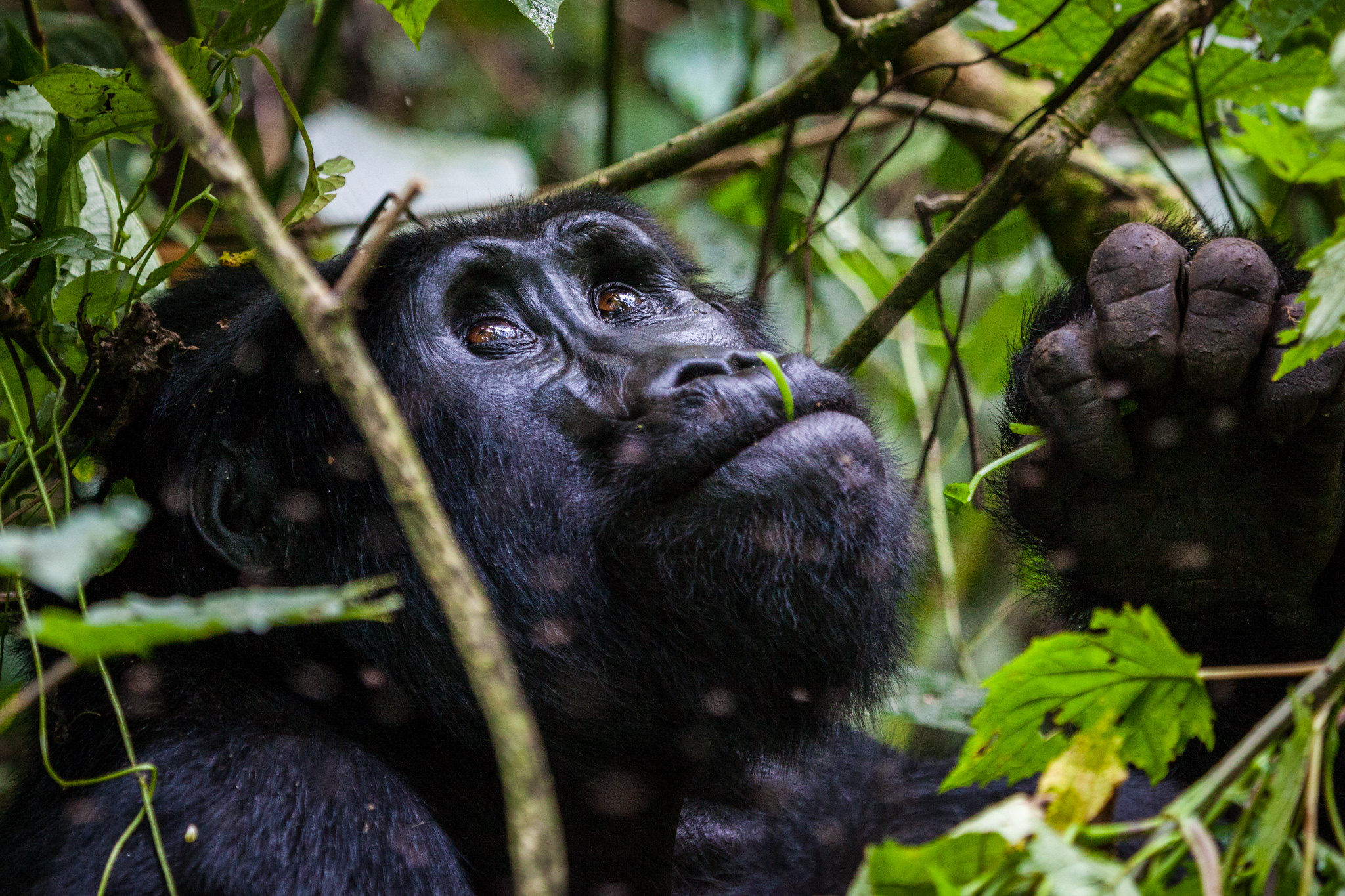 Bwindi Impenetrable Forest