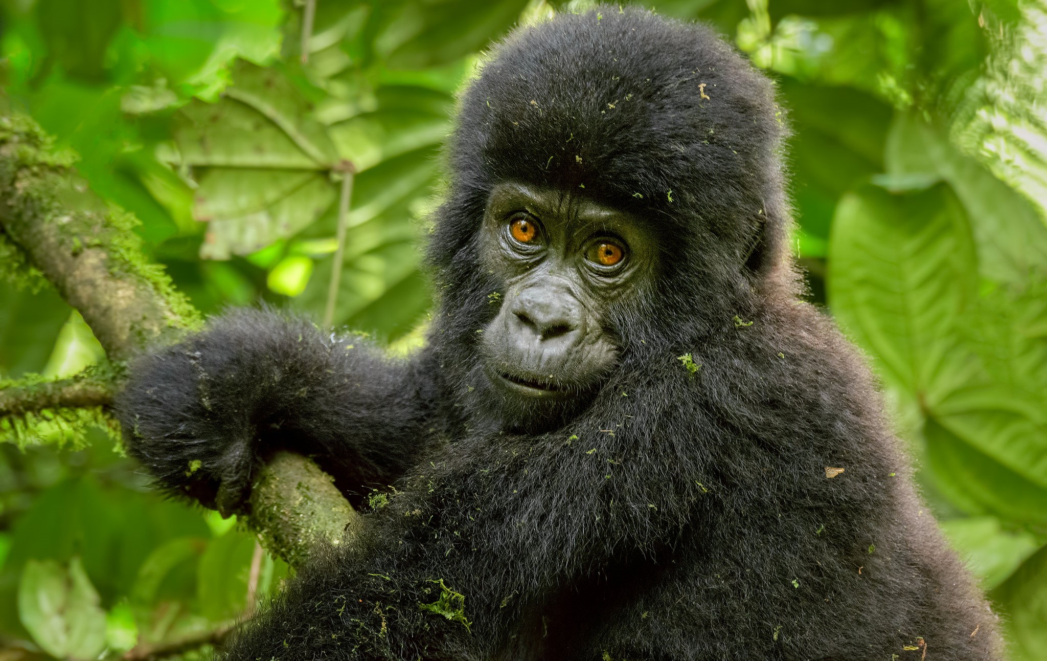 Volcanoes National Park, Rwanda