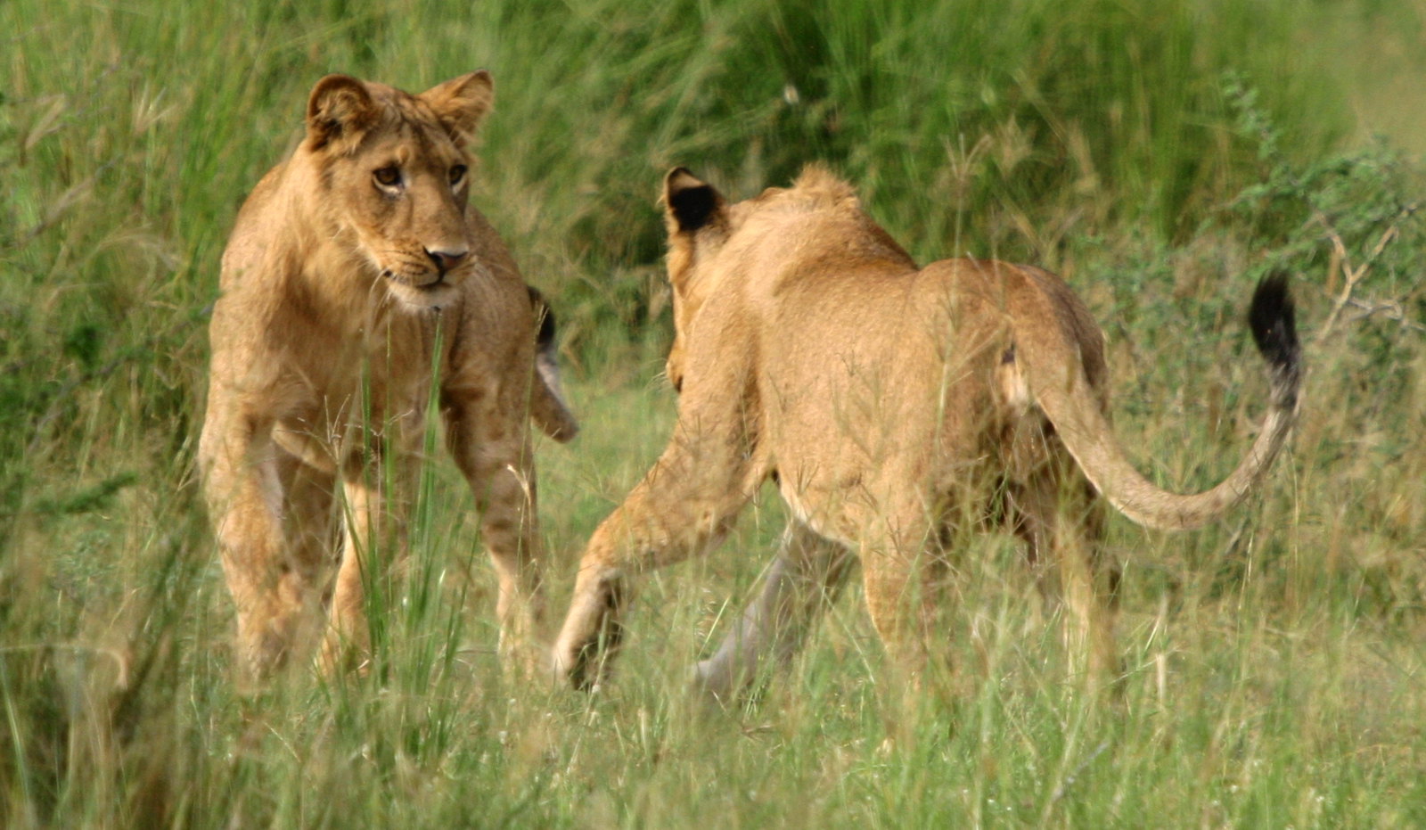 Queen Elizabeth National Park