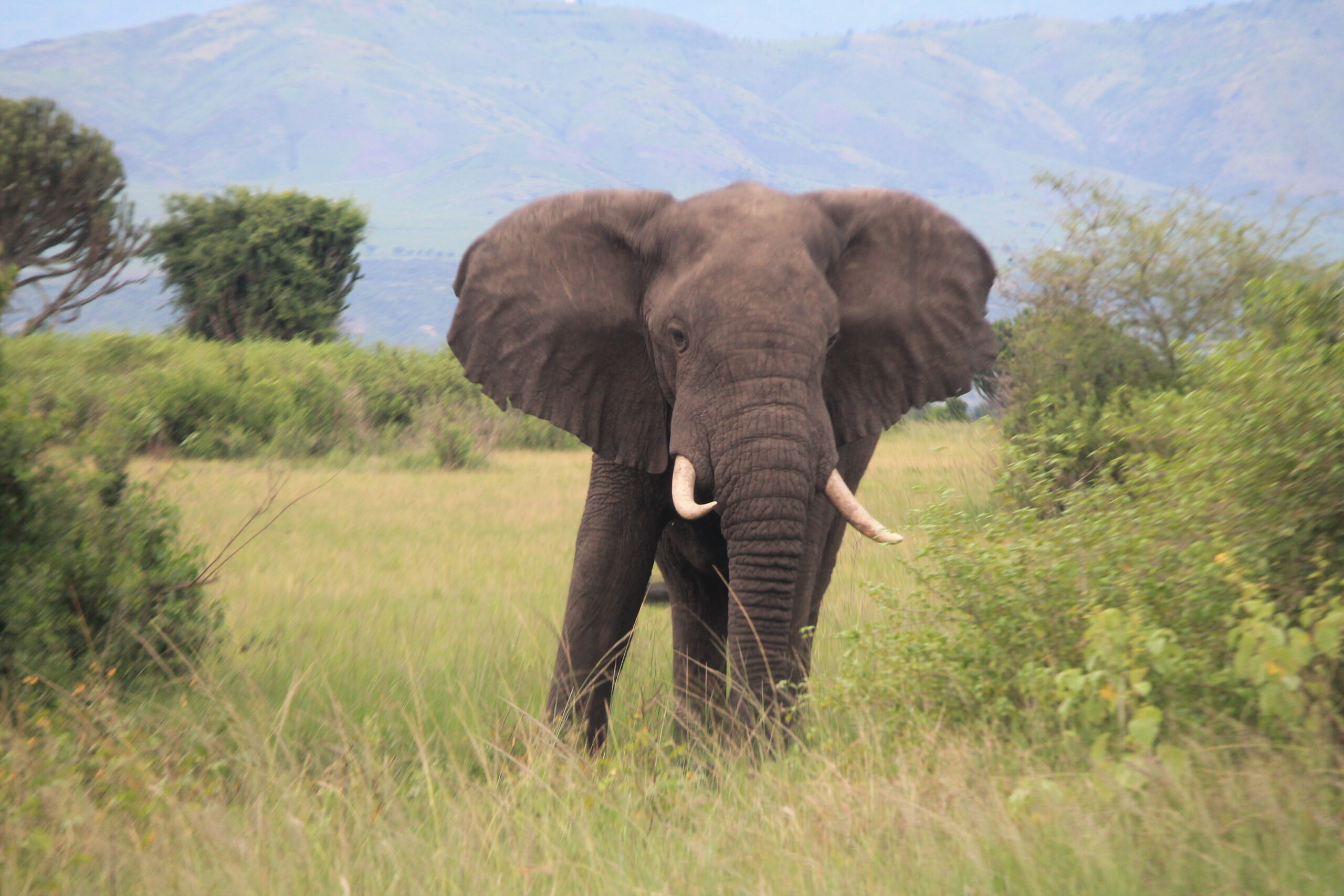 Murchison Falls National Park