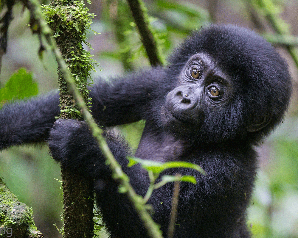 4-Day Rwanda Gorilla and Golden Monkey Trek Safari