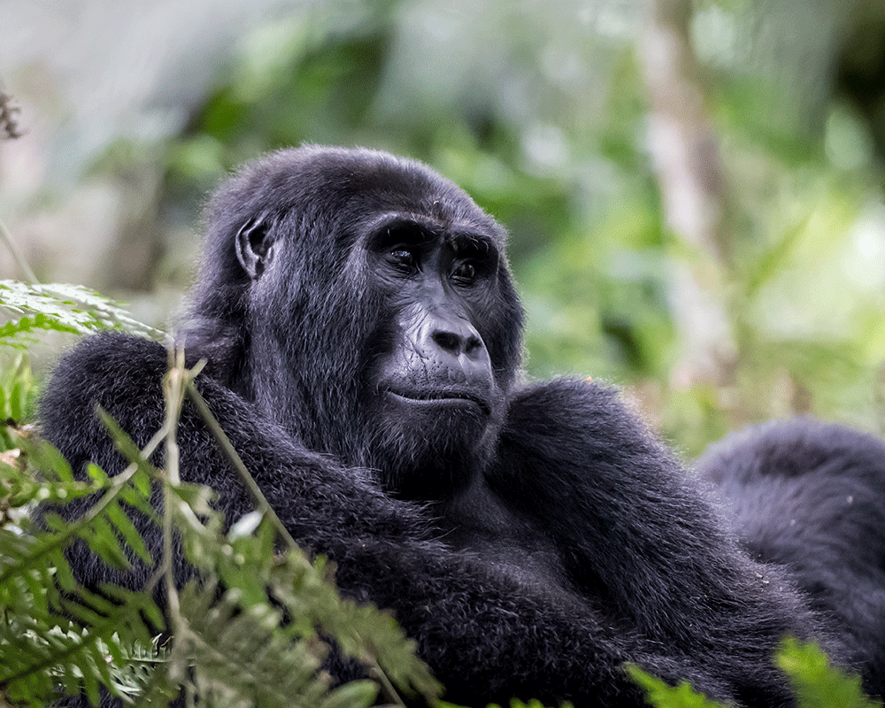 6 Days Gorilla Trekking Experience in Uganda