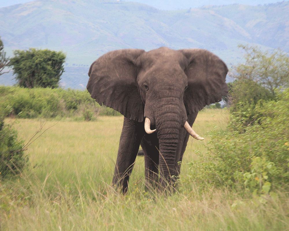 10-day-rwanda-safari-and-cultural-tour