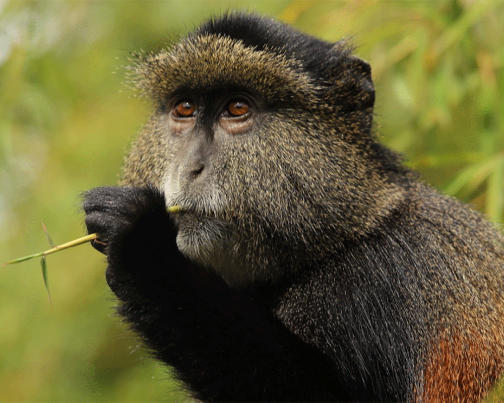 5 Days Gorilla and Wildlife Safari in Uganda